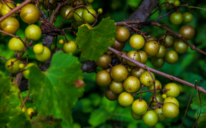 You'll Never Forget Your First Scuppernong