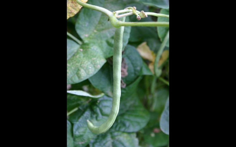 For bountiful beans, plant in warm soil