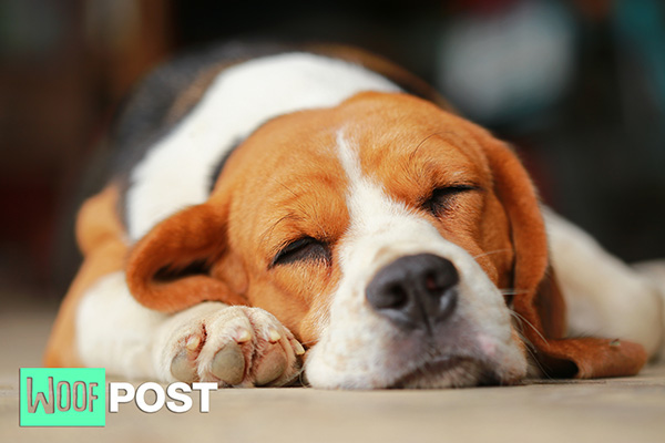 IT’S A DOG’S LIFE: WHY DOGS SLEEP SO MUCH June 18