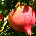 It’s easy to propagate pomegranate