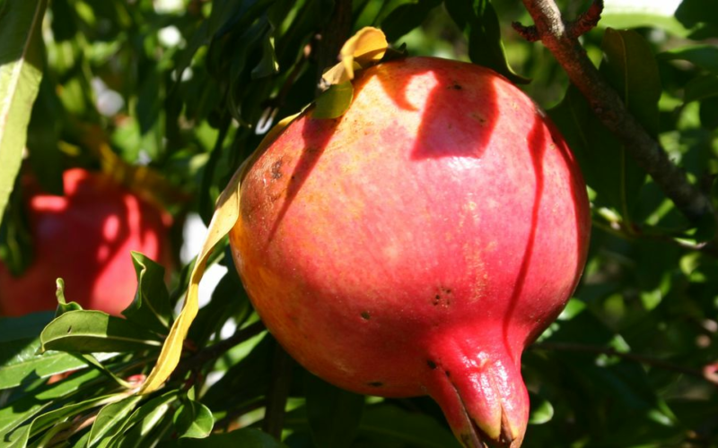 It’s easy to propagate pomegranate