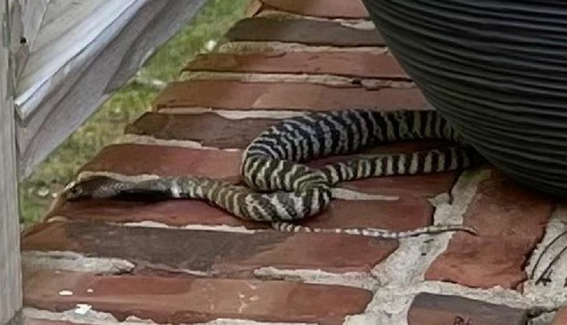 North Carolina neighborhood on edge after pet cobra escapes home