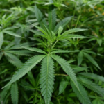 $1 billion+ in marijuana seized in ‘historic’ LA County drug bust