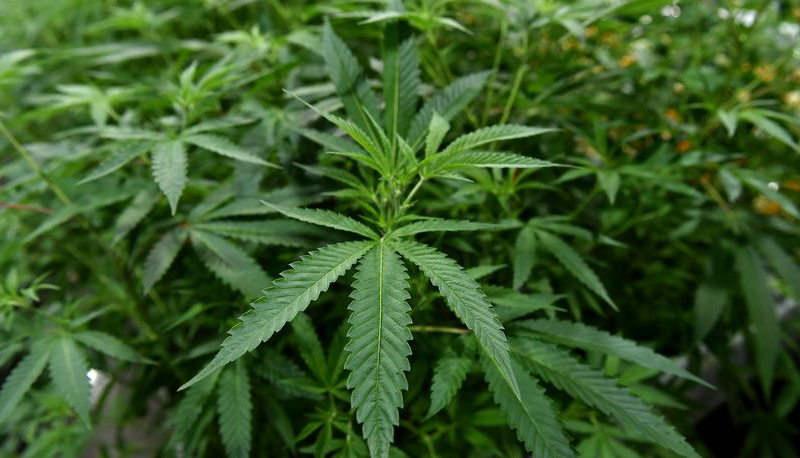 $1 billion+ in marijuana seized in ‘historic’ LA County drug bust