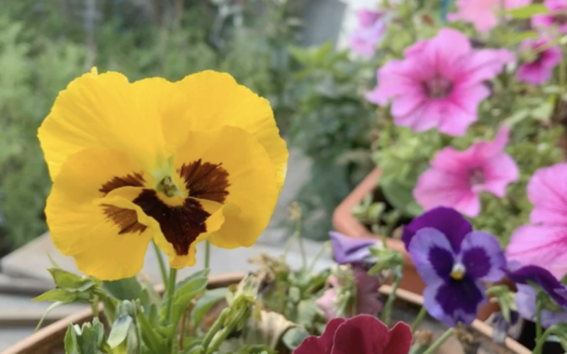 5 flowers you can use to color your late-summer garden