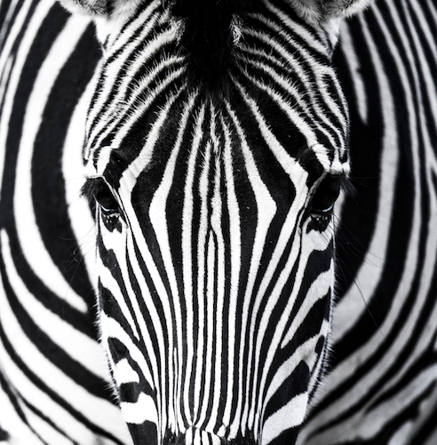 CNT Photo of the Day July 15, 2021 ZEBRA!