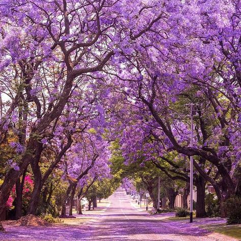 CNT Photo of the Day July 29, 2021 Jacaranda in Bloom