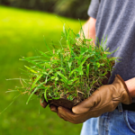 How to Get Rid of Crabgrass and Keep It From Coming Back How to Get Rid of Crabgrass and Keep It From Coming Back