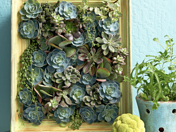 How to Make a Living Succulent Picture Frame That Playfully Blends Art and Nature