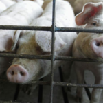 New U.S. rules to protect animal farmers expected this week