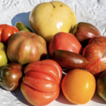 The Best Heirloom Tomatoes Are in Virginia