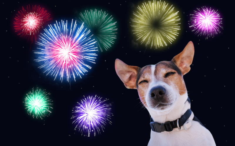 WHY ARE DOGS SO AFRAID OF FIREWORKS? July 1, 2021