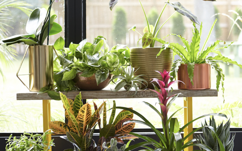 How to Get Rid of Pesky Fungus Gnats In Your Houseplants' Pots