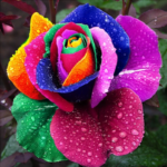 CNT Photo of the Day August 25, 2021 Rainbow Rose