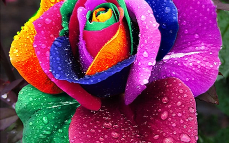 CNT Photo of the Day August 25, 2021 Rainbow Rose