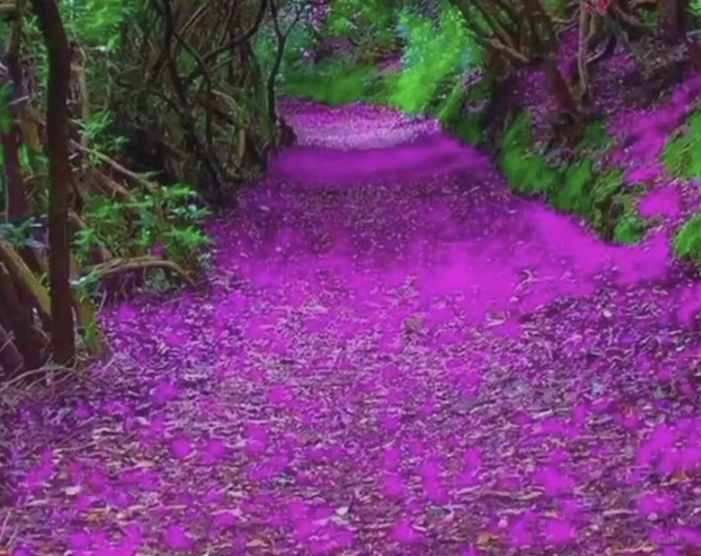 CNT Photo of the Day August 6, 2021 Follow the Pink Purple Path