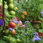 Fall into gardening: What to know about vegetables, flowers