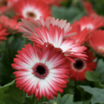 How to Grow Beautiful Gerbera Daisies Indoors and Out