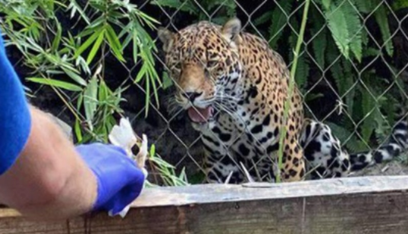 Jacksonville: Man injured by jaguar after crossing barrier at Florida zoo