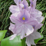 Overwintering a water hyacinth is rarely justified