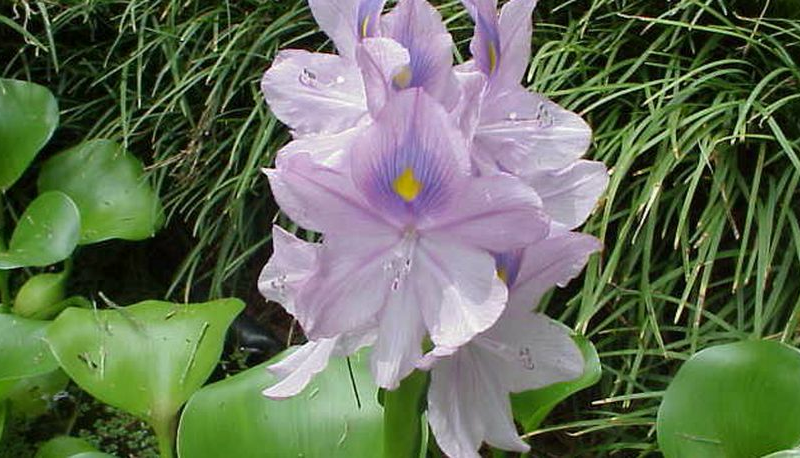 Overwintering a water hyacinth is rarely justified