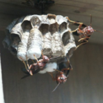 Wasps are frantically looking for food to feed their families