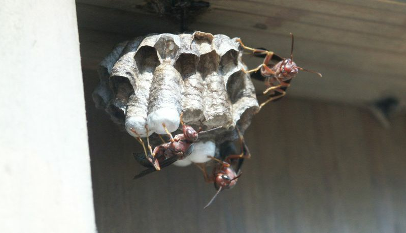 Wasps are frantically looking for food to feed their families