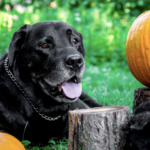 5 Easy Ways to Keep Your Pets Safe This Halloween