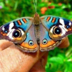 CNT Photo of the Day September 6, 2021 Butterfly Eyes!