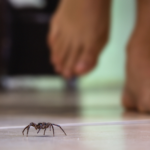 Here’s how to identify (and get rid of) venomous spiders in your home