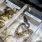 Landlord finds 19 tarantulas, 1 python left behind by tenant