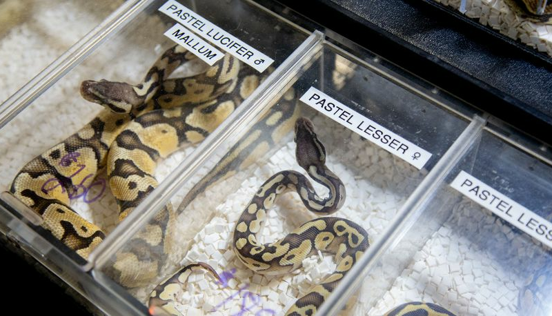 Landlord finds 19 tarantulas, 1 python left behind by tenant