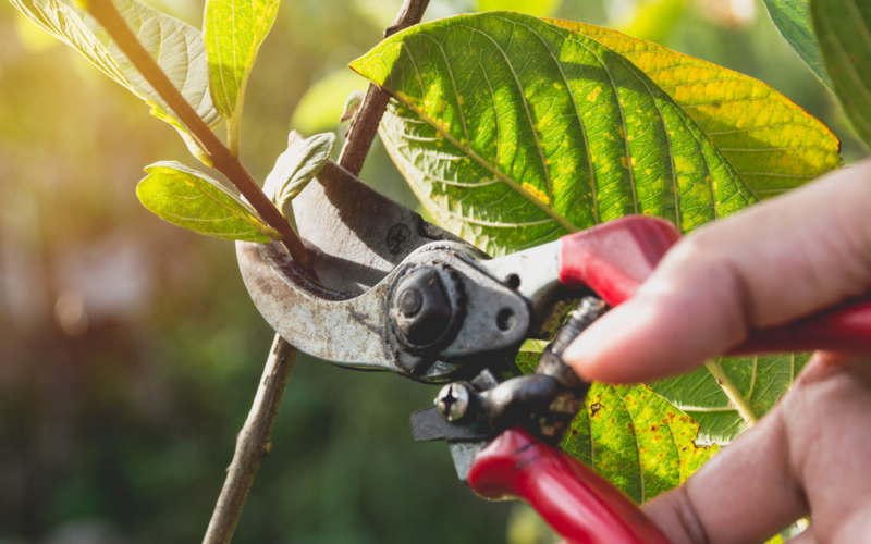 When it comes to pruning trees, easy does it