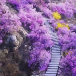CNT Photo of the Day October 30, 2021 Walk the Purple Path