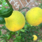 Hardy citrus fruit is barely edible