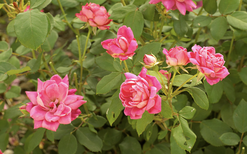 How to Prepare Your Roses for Winter So They'll Survive Freezing Temps