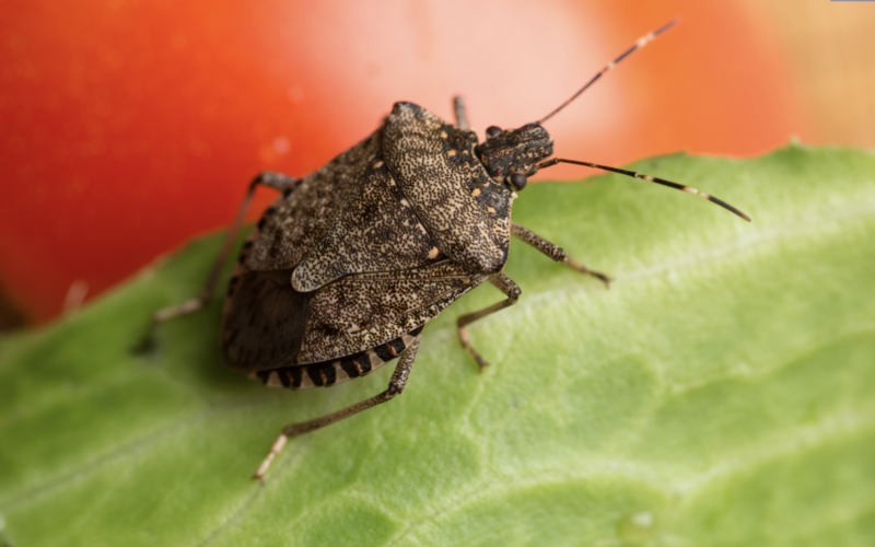 How to Prevent Brown Marmorated Stink Bugs From Taking Over Your House