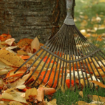 Why you shouldn’t rake your leaves this autumn