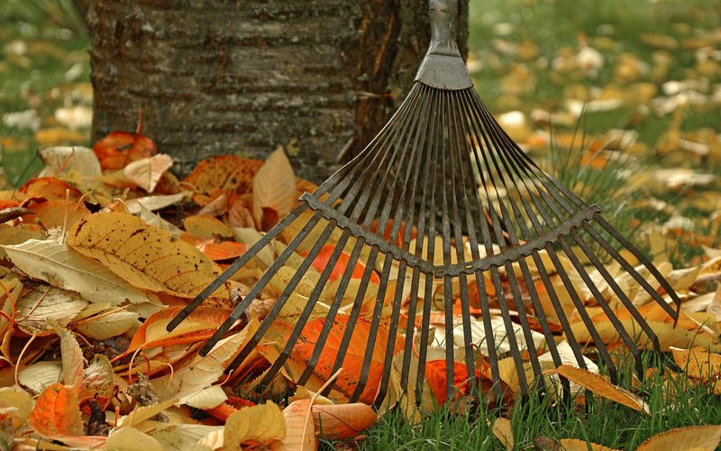 Why you shouldn’t rake your leaves this autumn