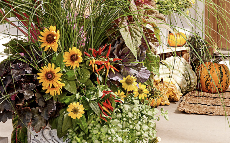 6 Tips for Planting a Beautiful Container Garden Every Time