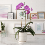 7 Tough-to-Grow Houseplants That Are Worth It