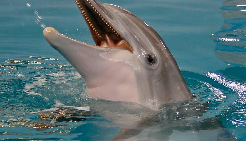 Beloved ‘Dolphin Tale’ star Winter dies at Florida aquarium