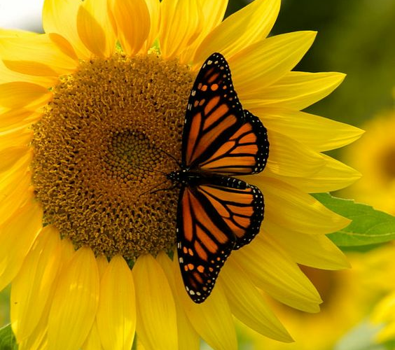 CNT Photo of the Day November 15, 2021 Butterfly Sunflower Moment