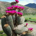 CNT Photo of the Day November 30, 2021 Desert Blooms