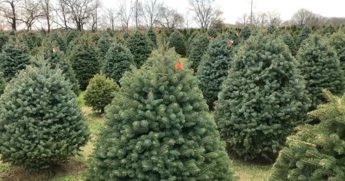 Supply chain issues, climate change lead to shortage of Christmas trees