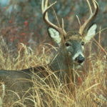 Widespread coronavirus infection found in Iowa deer, new study says