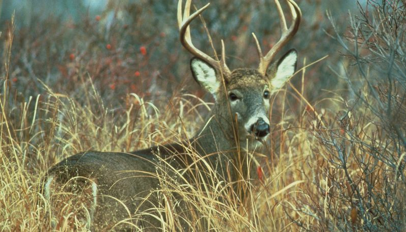 Widespread coronavirus infection found in Iowa deer, new study says