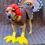 Woof Post Photo of the Day November 25, 2021 Happy Thanksgiving