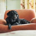 3 Reasons Why Adopting a Senior Pet Is a Wonderful Decision