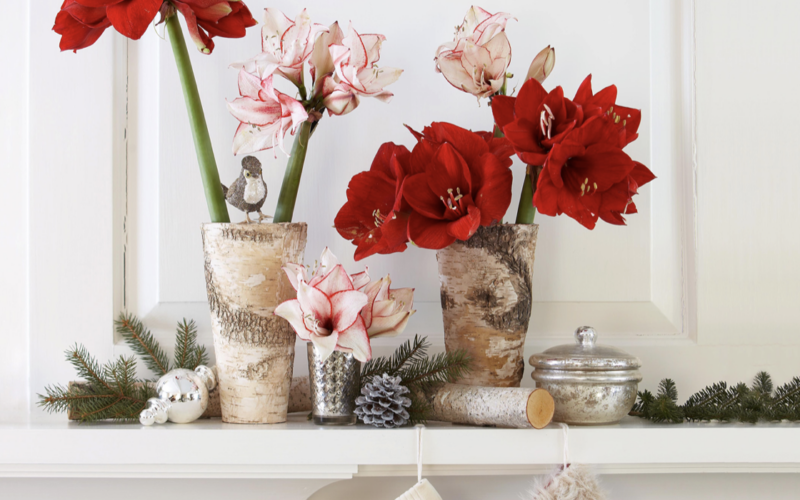 5 of the Most Festive Flowering Houseplants for Holiday Decorating